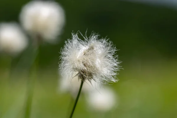 Eriophorum Vaginatum Eriophorum Vaginatum Είναι Ένα Πολυετές Ποώδες Ανθοφόρο Φυτό — Φωτογραφία Αρχείου