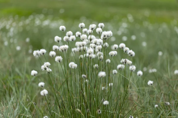 Erophorum Vaginatum Zaječí Ocas Bavlníková Tráva Tussock Bavlníková Tráva Nebo — Stock fotografie