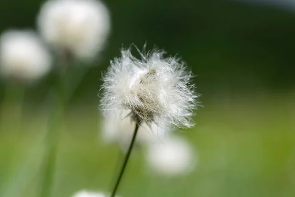 Eriophorum Vaginatum Est Une Espèce Herbacées Herbacées Famille Des Cyperaceae — Photo