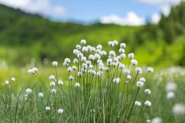 Eriophorum Vaginatum Eriophorum Vaginatum Είναι Ένα Πολυετές Ποώδες Ανθοφόρο Φυτό — Φωτογραφία Αρχείου