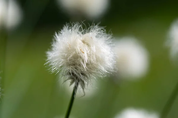 Eriophorum Vaginatum Eriophorum Vaginatum Είναι Ένα Πολυετές Ποώδες Ανθοφόρο Φυτό — Φωτογραφία Αρχείου