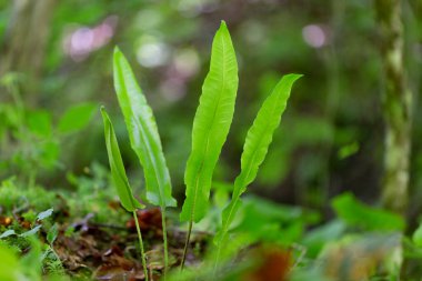Asplenium scolopendrium, Hart 's-language veya Hart' s-language eğreltiotu (syn. Phyllitis scolopendrium, Asplenium familyasından bir eğreltiotu türü..