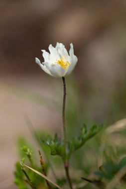 Pulsatilla alpina, Karpatlar 'ın dağlık kesimlerinde yetişen, Ranunculaceae familyasından bir çicek türü..