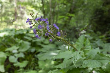 Cicerbita alpina ya da yaygın olarak bilinen adıyla alp dişi devedikeni, Asteraceae familyasına ait uzun ömürlü bir bitkidir.