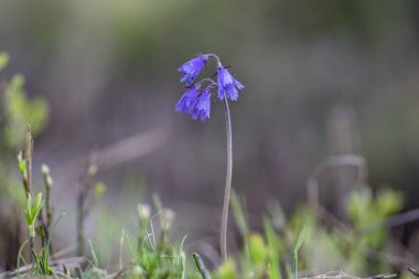 Alpine Snowbell - Soldanella Alpina Karpatlar 'ın dağlık bölgelerinde yetişen yakın plan.