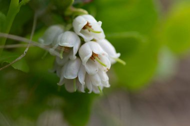 White flowers of Vaccinium vitis-idaea (lingonberry, partridgeberry, mountain cranberry or cowberry), which grows in the highlands of the Carpathians. clipart