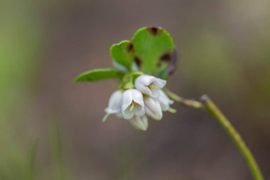 Karpatlar 'ın dağlık bölgelerinde yetişen Aşı Vititi-idaea' nın (yaban mersini, yaban mersini, dağ yaban mersini veya inek üzümü) beyaz çiçekleri.