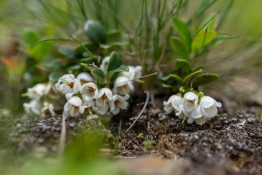 Karpatlar 'ın dağlık bölgelerinde yetişen Aşı Vititi-idaea' nın (yaban mersini, yaban mersini, dağ yaban mersini veya inek üzümü) beyaz çiçekleri.