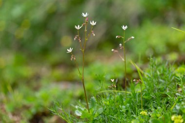 Saxifraga stellaris, Karpatlar 'ın dağlık bölgelerinde yetişen bir saksafon türüdür..