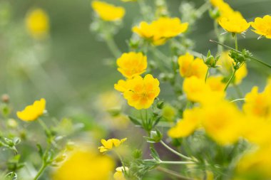 Altın Cinquefoil (Potentilla aurea), Karpat Dağları 'nın dağlık kesimlerinde yetişen Rosaceae familyasından bir bitki türü..