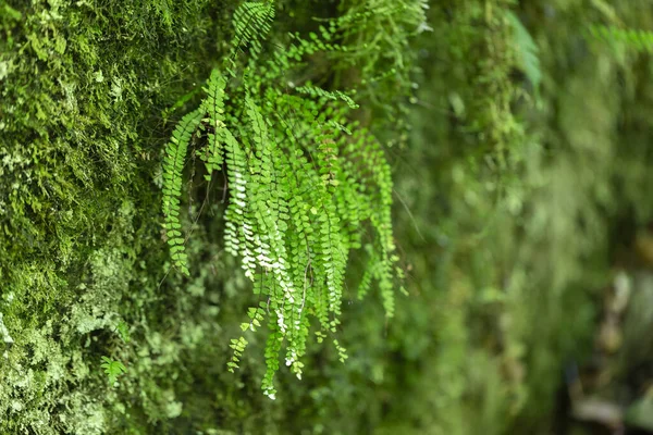 Asplenium Trichomanes Spleenwort Maidenhair Una Piccola Felce Della Famiglia Delle — Foto Stock