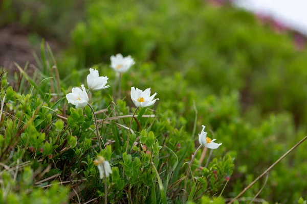 Pulsatilla Alpina Αλπική Πασκουεφλόρ Αλπική Ανεμώνη Είναι Ένα Είδος Ανθοφόρου — Φωτογραφία Αρχείου