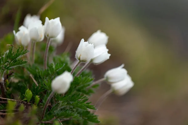 Pulsatilla Alpina Αλπική Πασκουεφλόρ Αλπική Ανεμώνη Είναι Ένα Είδος Ανθοφόρου — Φωτογραφία Αρχείου