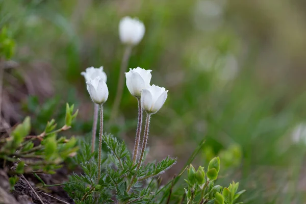 Pulsatilla Alpina Αλπική Πασκουεφλόρ Αλπική Ανεμώνη Είναι Ένα Είδος Ανθοφόρου — Φωτογραφία Αρχείου