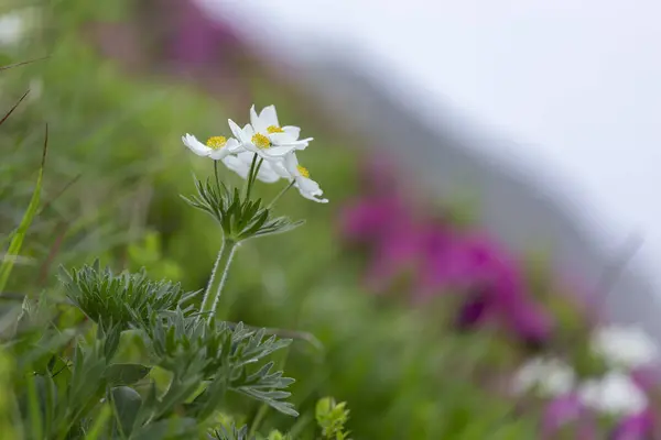 몽나르시 Anemonastrum Narcissiflorum Narcissus Anemone Narcissus Flowled Anemone 파티아 고원에서 — 스톡 사진