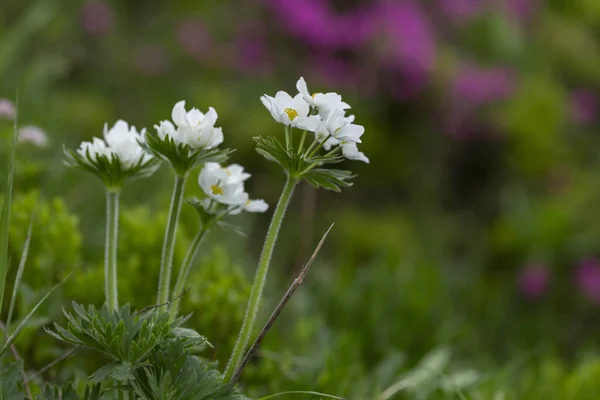Anemonastrum Narcissiflorum Est Une Plante Herbacée Vivace Famille Des Ranunculaceae — Photo