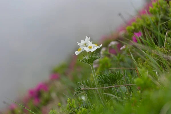 Anemonastrum Narcissiflorum Άνεμον Νάρκισσος Άνεμον Άνεμον Άνεμον Είναι Ένα Ποώδες — Φωτογραφία Αρχείου