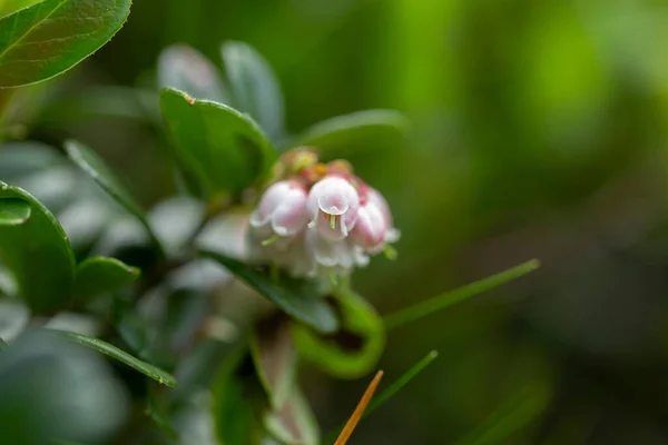White Flowers Vaccinium Vitis Idaea Lingonberry Partridgeberry Mountain Cranberry Cowberry — Stock Photo, Image