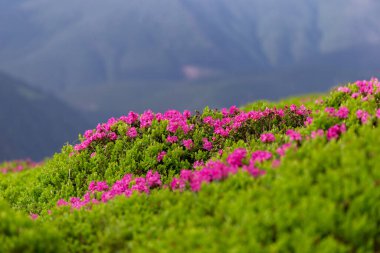 Rododendron myrtifolium (syn. Rhododendron kotschyi, Ericaceae familyasından bir bitki türü.