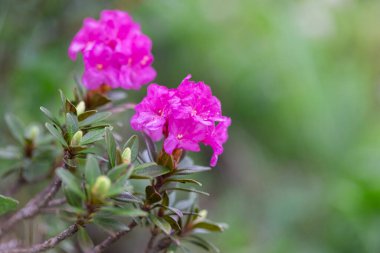 Rododendron myrtifolium (syn. Rhododendron kotschyi, Ericaceae familyasından bir bitki türü.