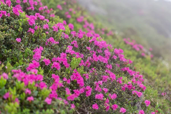 Rhododendron Myrtifolium Syn Rhododendron Kotschyi 카파티아 고원에서 자라는 식물의 일종으로 — 스톡 사진