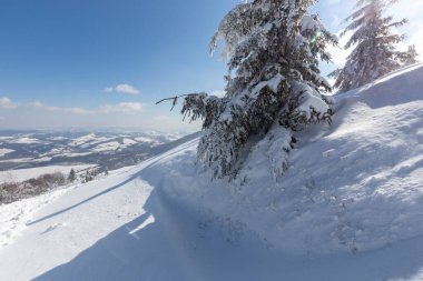 Soğuk ve açık bir günde, Karpat Dağları. Yoğun karla kaplı ladin ağaçları. Kışın altında gün ışığı, yamaçta güzel köknar ağaçları olan sakin bir dağ manzarası. Turizm konsepti.
