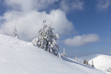 Soğuk ve açık bir günde, Karpat Dağları. Yoğun karla kaplı ladin ağaçları. Kışın altında gün ışığı, yamaçta güzel köknar ağaçları olan sakin bir dağ manzarası. Turizm konsepti.