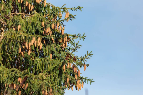 Ramos Com Cones Abeto Europeu Picea Abies Fundo Céu Azul — Fotografia de Stock