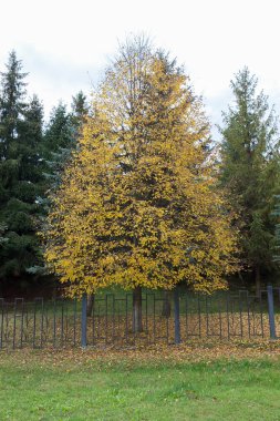Parktaki sonbahar ağacı. Sonbaharda yaprak düşerken şehir parkı. Şehirde düşen yaprakları temizleme sorunu. Parkta harika bir sonbahar Sarı ve mor ağaçlarla.