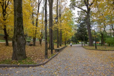 Sonbaharda yaprak düşerken şehir parkı. Şehirde düşen yaprakları temizleme sorunu. Parkta harika bir sonbahar, sarı ve mor ağaçlarla. Sonbahar parkında bank, yerde yapraklar..
