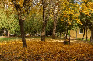 Sonbaharda yaprak düşerken şehir parkı. Şehirde düşen yaprakları temizleme sorunu. Parkta harika bir sonbahar, sarı ve mor ağaçlarla. Sonbahar parkında bank, yerde yapraklar..