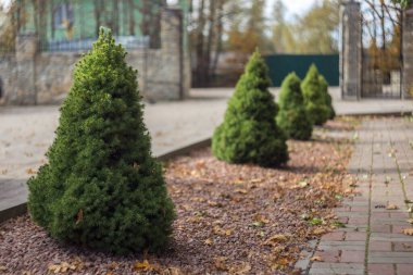 Picea glauca Conica dwarf decorative coniferous evergreen tree in a city park in Europe. Use of Canadian spruce (Picea glauca Conica) in ornamental landscaping.