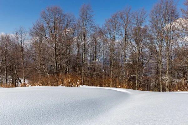 カルパティア山脈の原生ブナの冬の森で 前景には緩やかな白い雪があります 地面に緩やかな雪と冬のブナ原生林 — ストック写真