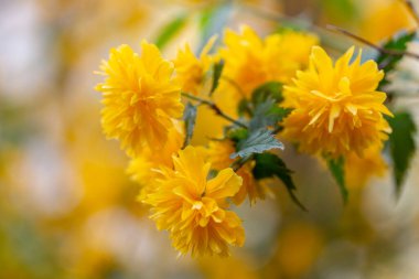 Kerria japonica, güzel sarı çiçekli bir çalı. Burada çiçeklenmiş tek bir dal olarak görülüyor. Bu Cultivar Pleniflora. Kerria japonica pleniflora.