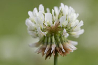 Trifolium repens (ayrıca Hollanda yoncası, Ladino yoncası veya Ladino olarak da bilinir), fasulye familyasından bir bitki türü. Beyaz yoncanın makro görüntüsü (trifolium pişmanlığı)) 