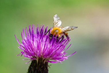 Bombus pascuorum, Avrupa 'nın çoğunda bulunan bir yaban arısı türüdür.