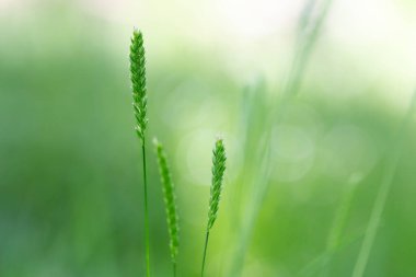 Cynosurus cristatus, Poaceae familyasından uzun ömürlü bir çim türü..