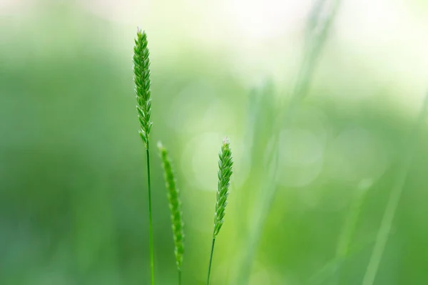Cynosurus cristatus, Poaceae familyasından uzun ömürlü bir çim türü..