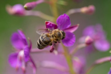 Arı Fireweed çiçeği (Chamaenerion angostifolium) üzerinde çalışır. Fireweed çiçekleri, Chamaenerion angostifolium güneşli bir yaz gününde. 