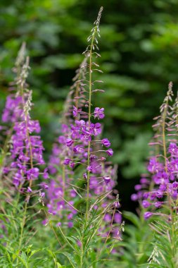 Rosebay Willowhere (Chamerion angustifolium), ayrıca Epilobium angustifolium. Bu bitkinin yosun yaprakları fermantasyondan geçebilir, tıpkı gerçek çay gibi - Koporye çayı, Rus çayı veya Ivan Chai.