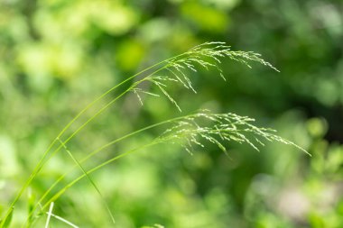 Poa nemoralis, Poaceae familyasından bir bitki türü.. 