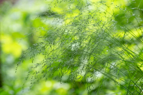 Poa Nemoralis Wood Bluegrass Perennial Plant Family Poaceae — Stock Photo, Image