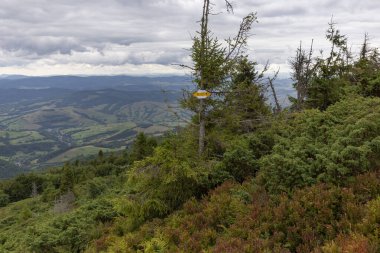 Verkhovyna Watershed Range, Pikui Dağı. Pikuy Dağı 'nda çimenli yamaçları ve kayaları olan Karpat dağları. Yazın güzel dağ manzarası. Dağ yaz manzarası. fotoğraf duvar kağıdı.