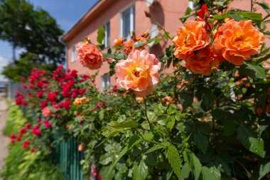 Yaz günü bahçede güzel kırmızı gül çalılarına tırmanmak. Açık havada gül bahçesinde gül çalılığına tırmanıyorum. Bahar bahçesindeki güzel kırmızı güller. Gül bahçesi.