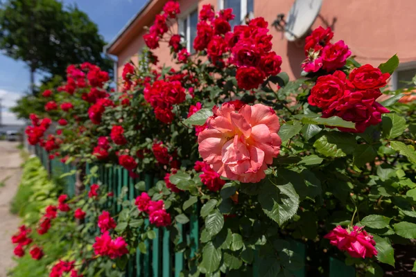 Hermosa Escalada Rosas Rojas Arbusto Jardín Día Verano Escalada Rosal —  Fotos de Stock