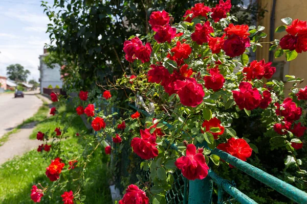 Bella Arrampicata Cespuglio Rose Rosse Giardino Durante Giornata Estiva Rosmarino — Foto Stock