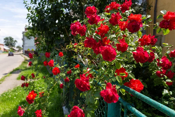 Hermosa Escalada Rosas Rojas Arbusto Jardín Día Verano Escalada Rosal —  Fotos de Stock