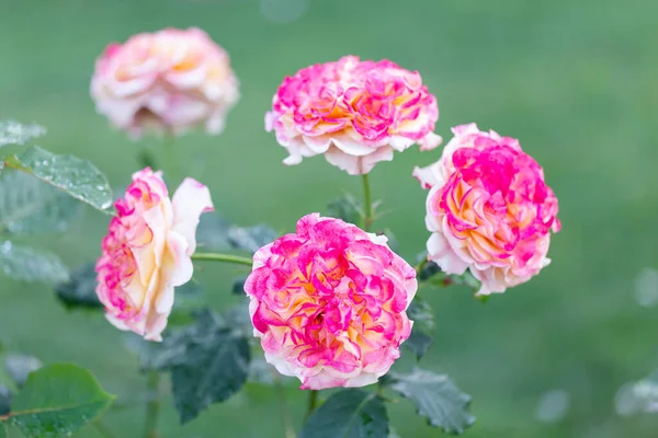 Mjuk Rosa Rosenblomma Rosa Ros Trädgården Vacker Suddig Bokeh Bakgrund — Stockfoto