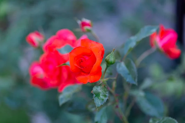 Röd Rosenblomma Ljusröd Ros Trädgården Vacker Suddig Bokeh Bakgrund Vackra — Stockfoto