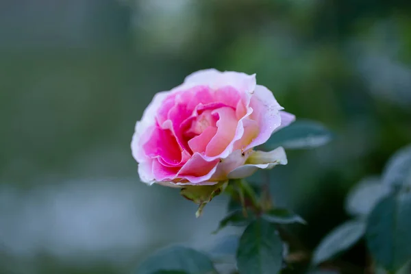 柔和的粉红色玫瑰花 粉色的玫瑰在花园里绽放 斑斓而模糊的背景 夏日早晨花园里美丽的玫瑰丛 — 图库照片